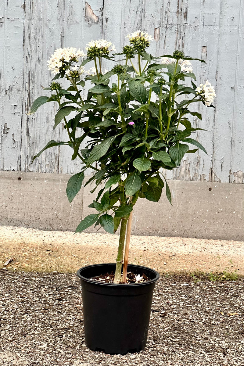 A freeform white flowering Pentas plant in bloom growing in a 6" growers pot at Sprout Home.