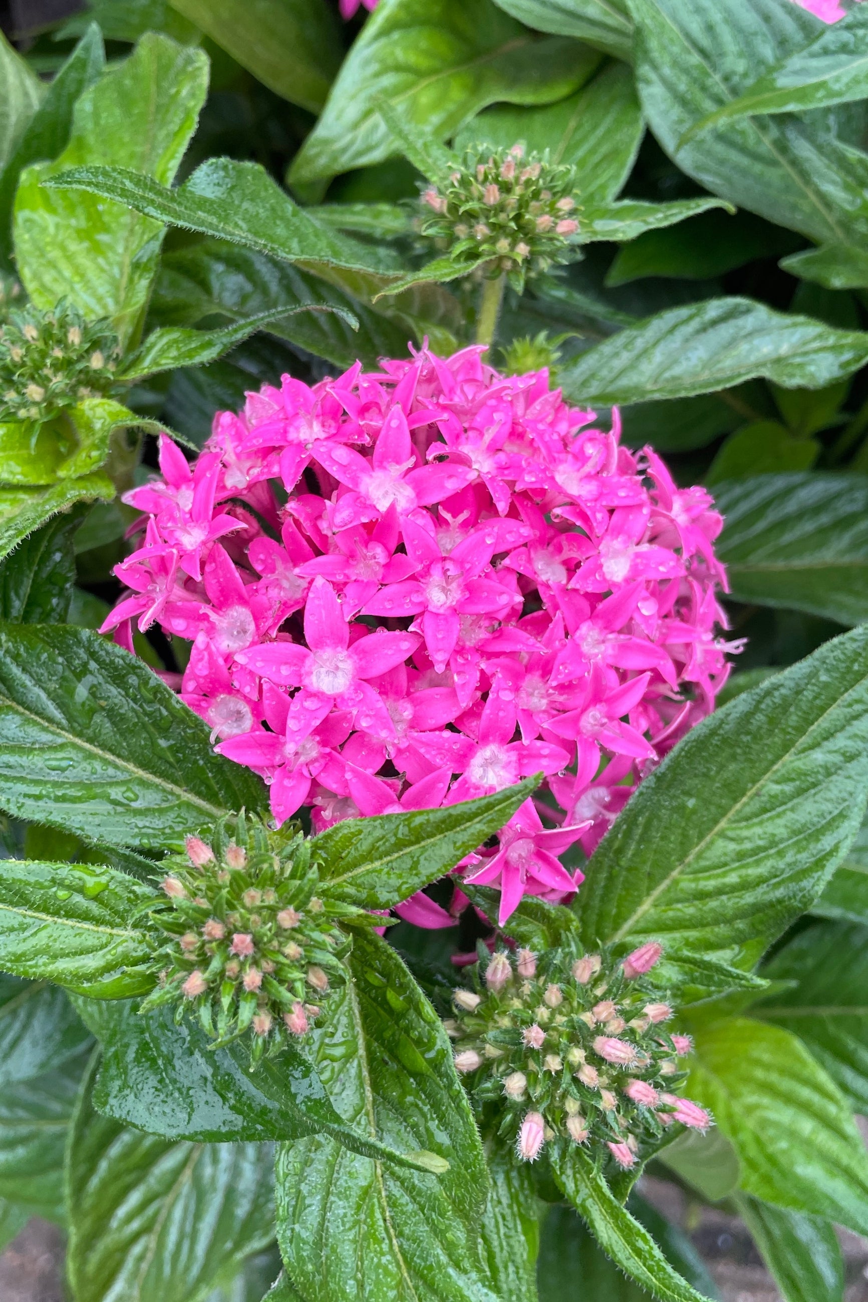 Pentas flowers that are bright pink looking at them from above mid May. ©Sprout Home