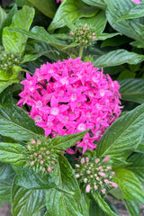 A bright pink Pentas bloom mid may at Sprout Home. 