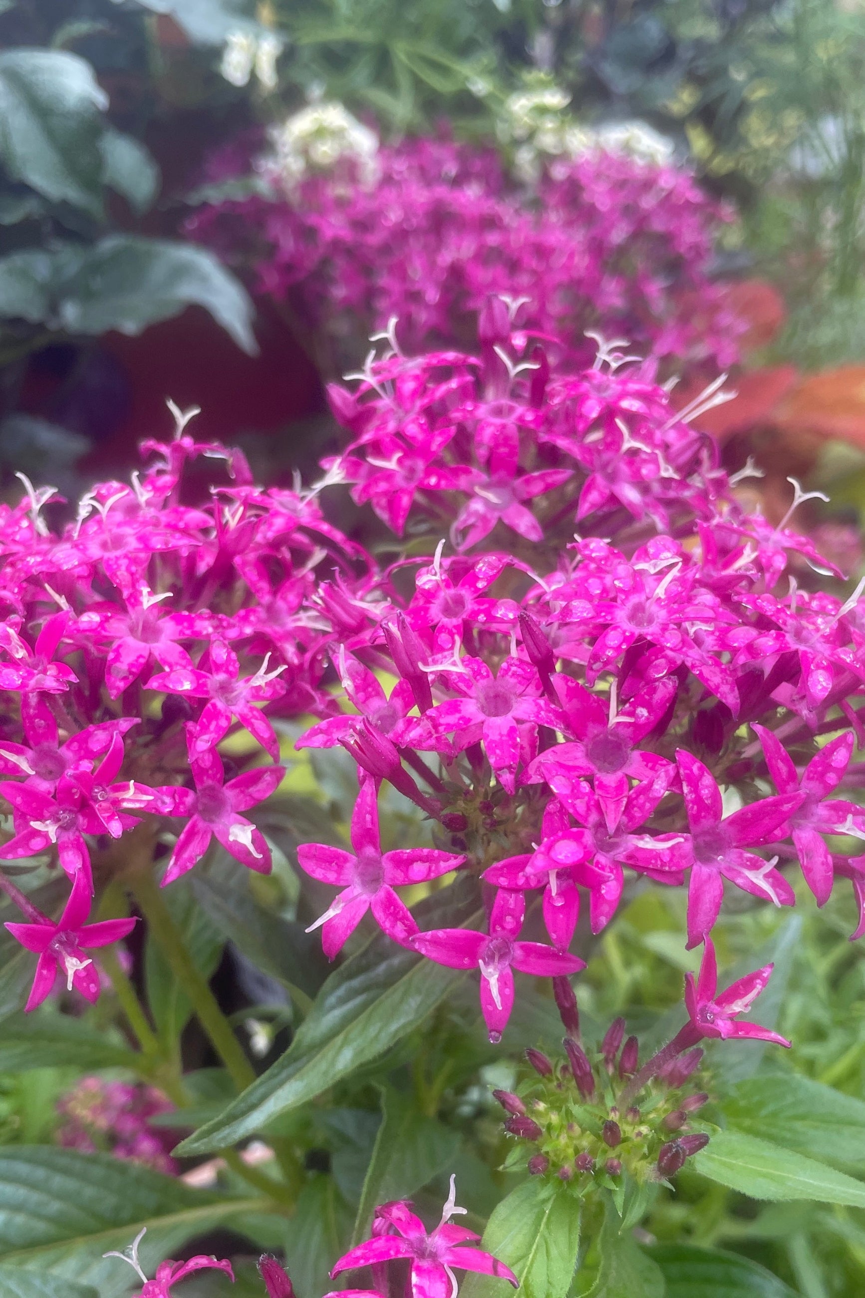 A fuchsia colored pentas plant up close and in detail the middle of May ©Sprout Home