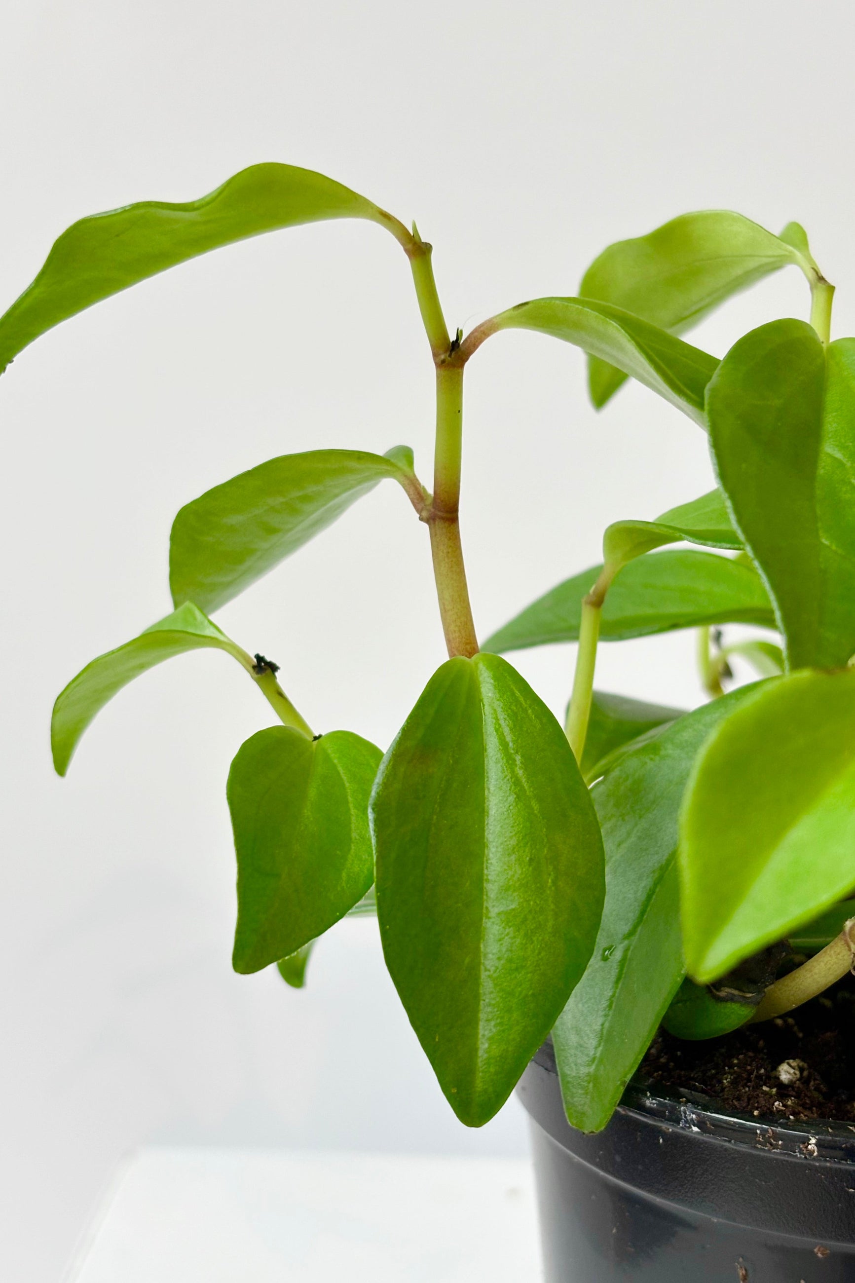 Close up of Peperomia 'Amigo Marcello' featuring arrow shaped small, bright green leaves at intervals along the stem against white background.  ©Sprout Home