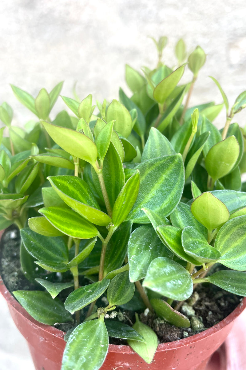 A detailed view of PEperomia angulata 4" against concrete backdrop