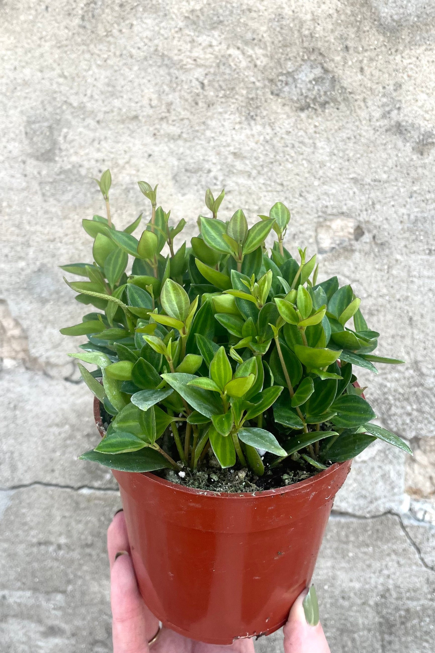 A hand holds Peperomia angulata 4" in grow pot against concrete backdrop ©sprout Home