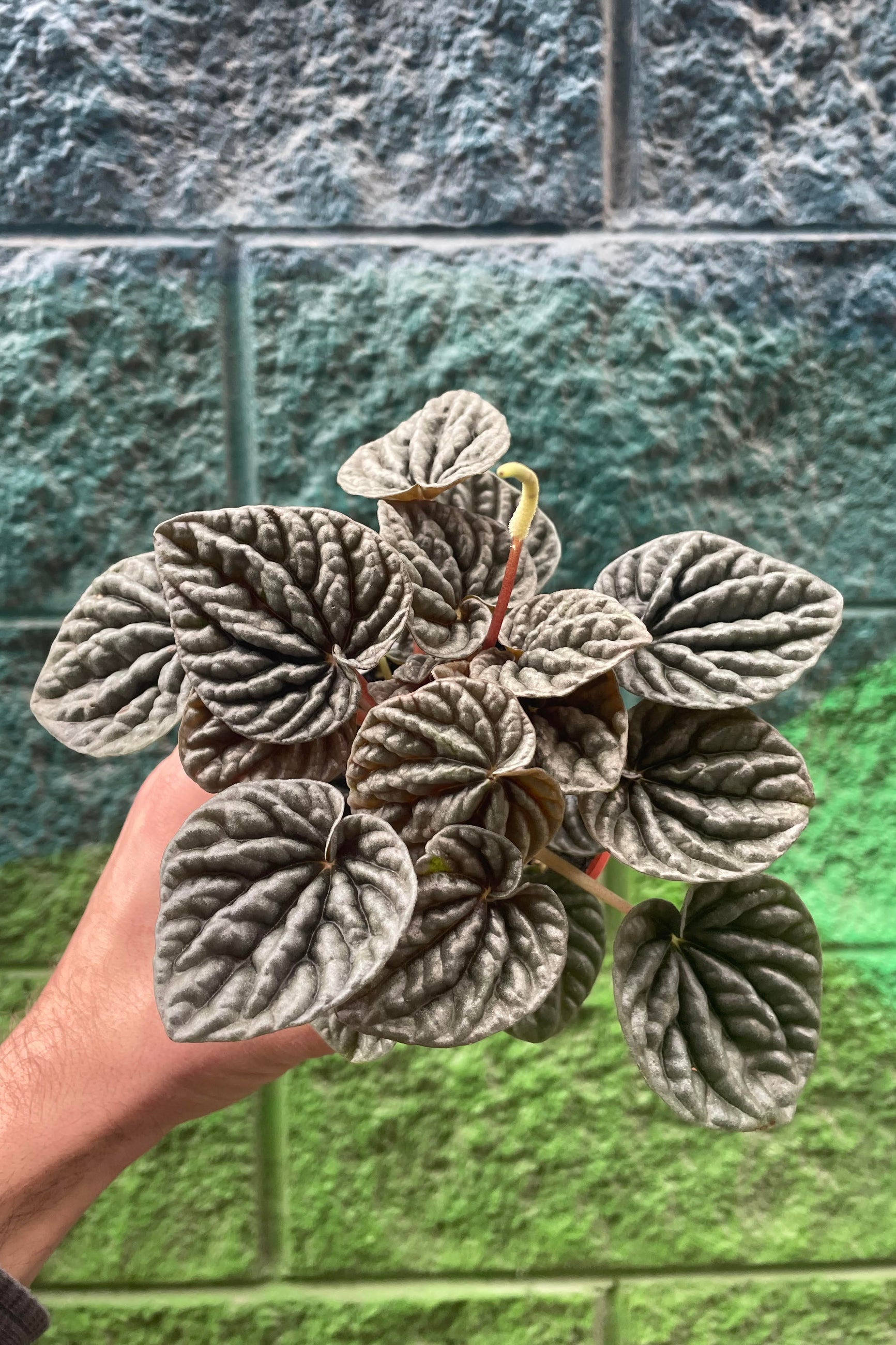 A hand holding  a textured plant in front of a paitned wall ©Sprout Home