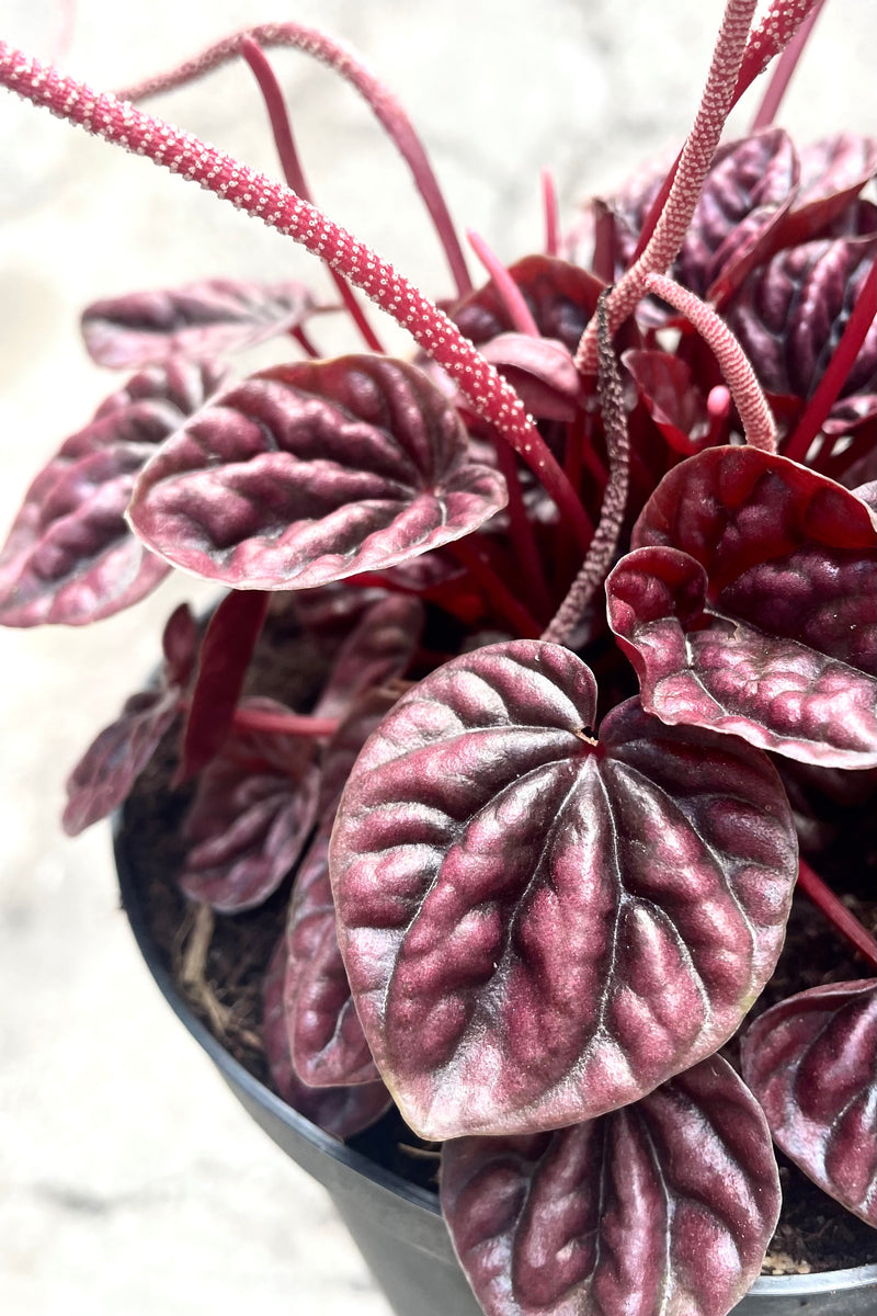 A detailed view of Peperomia caperata 'Schumi Red' 6" against concrete backdrop