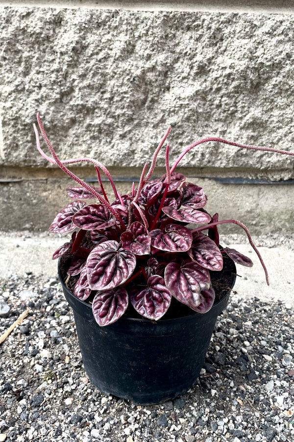 A full view of Peperomia caperata 'Schumi Red' 6" in grow pot against concrete backdrop