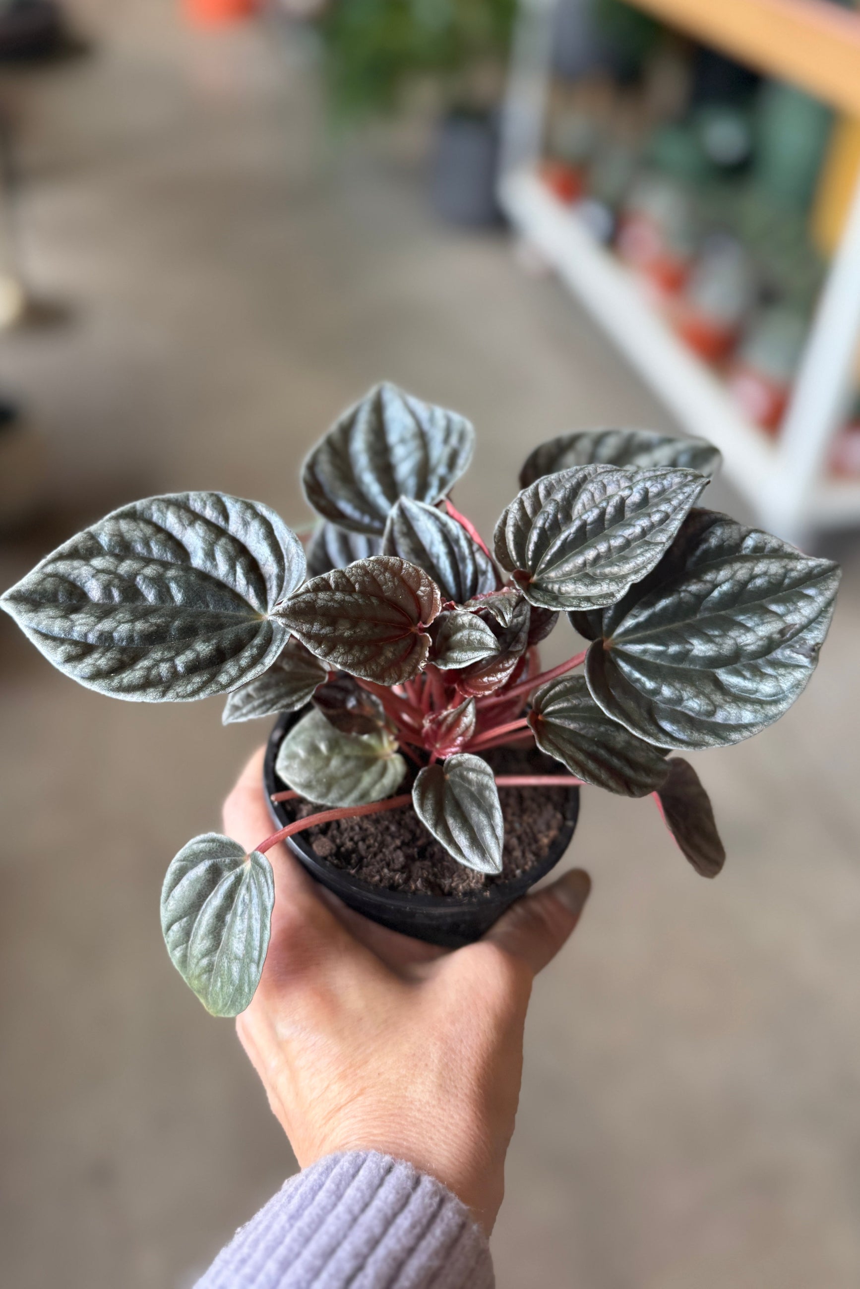 Hand holding a 4" Peperomia caperata 'Santiago' potted plant with a blurred indoor setting ©Sprout Home