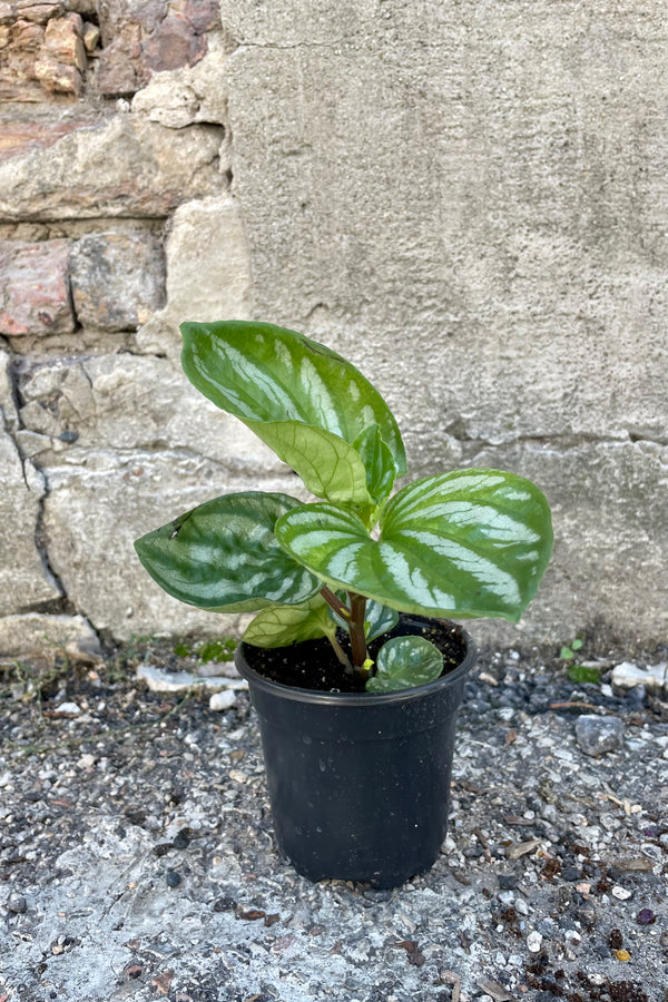 Photo of young Peperomia 'Ecuado' houseplant in a black pot against a cement wall.