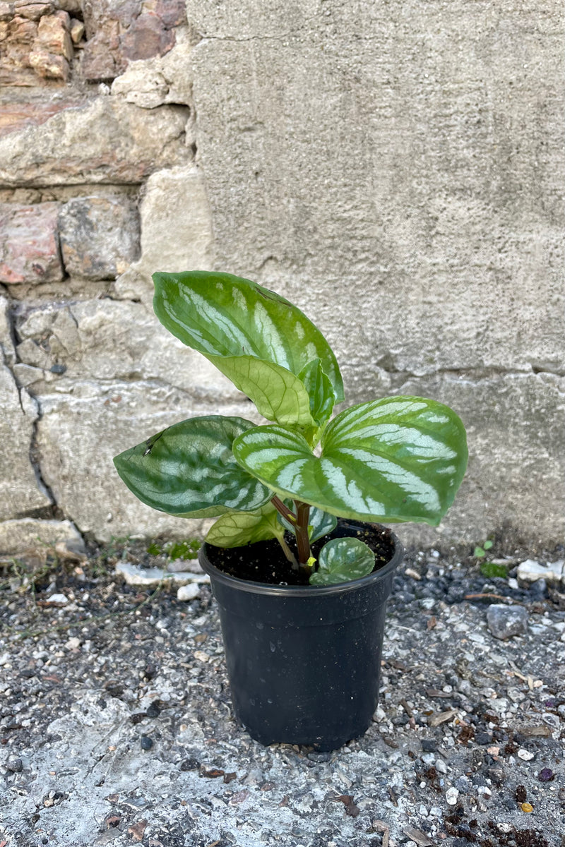 Photo of young Peperomia 'Ecuado' houseplant in a black pot against a cement wall.