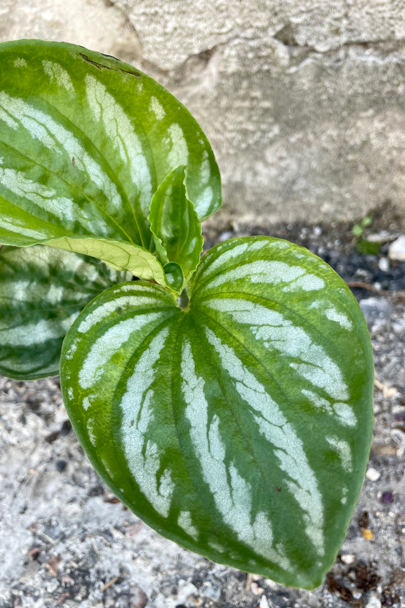 Close photo of silver and green round leaves of Peperomia 'Ecuador' houseplant against a cement wall.