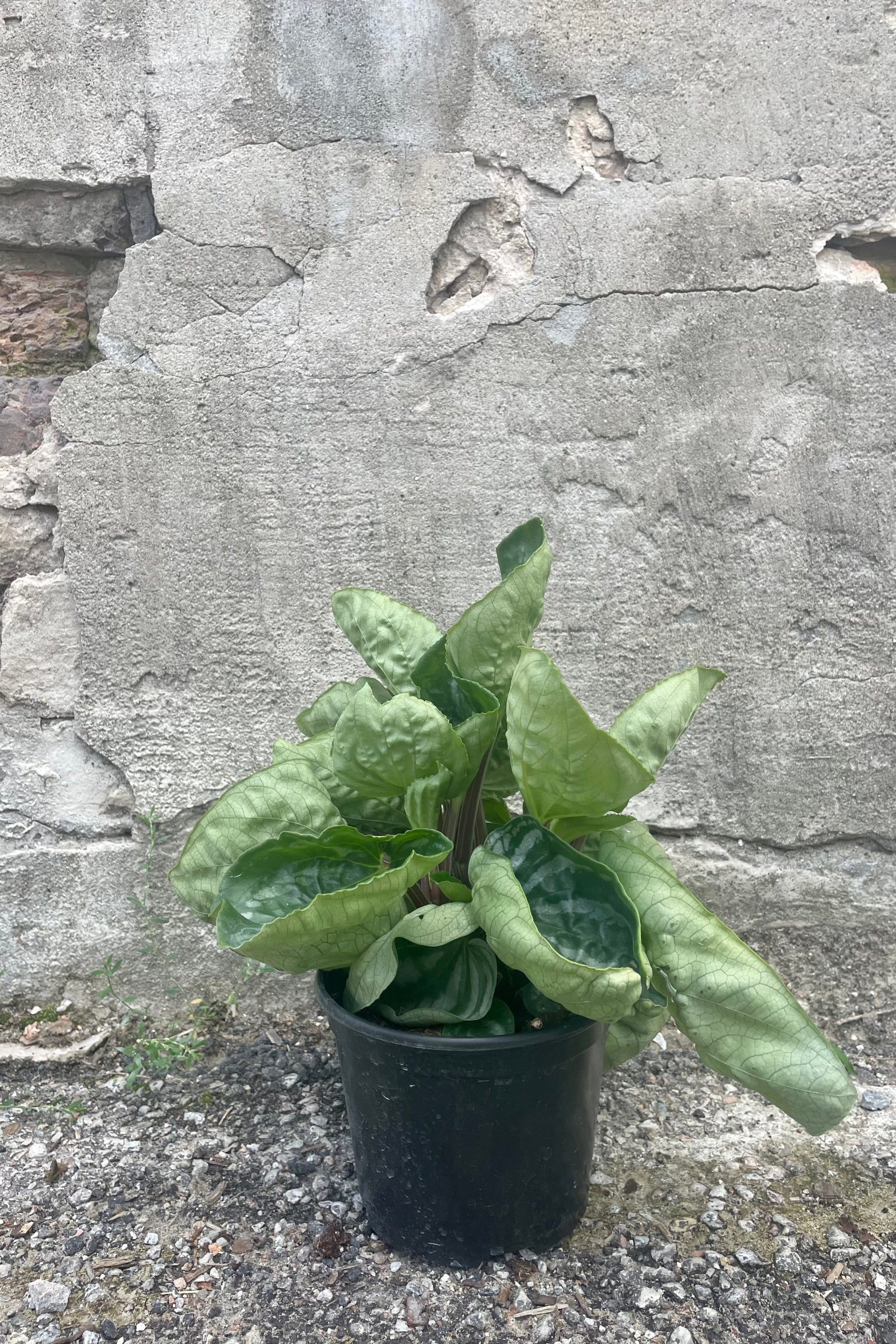 Photo of Peperomia 'Ecuador' in a black pot against a cement wall. ©Sprout Home