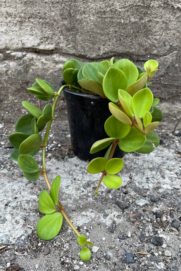 Peperomia 'Hope' in a 4.5" growers pot against a concrete wall showing the trailing strands and ovate leaves. 