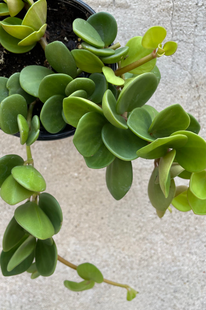 The thick round to ovate leaves of the Peperomia 'Hope' plant