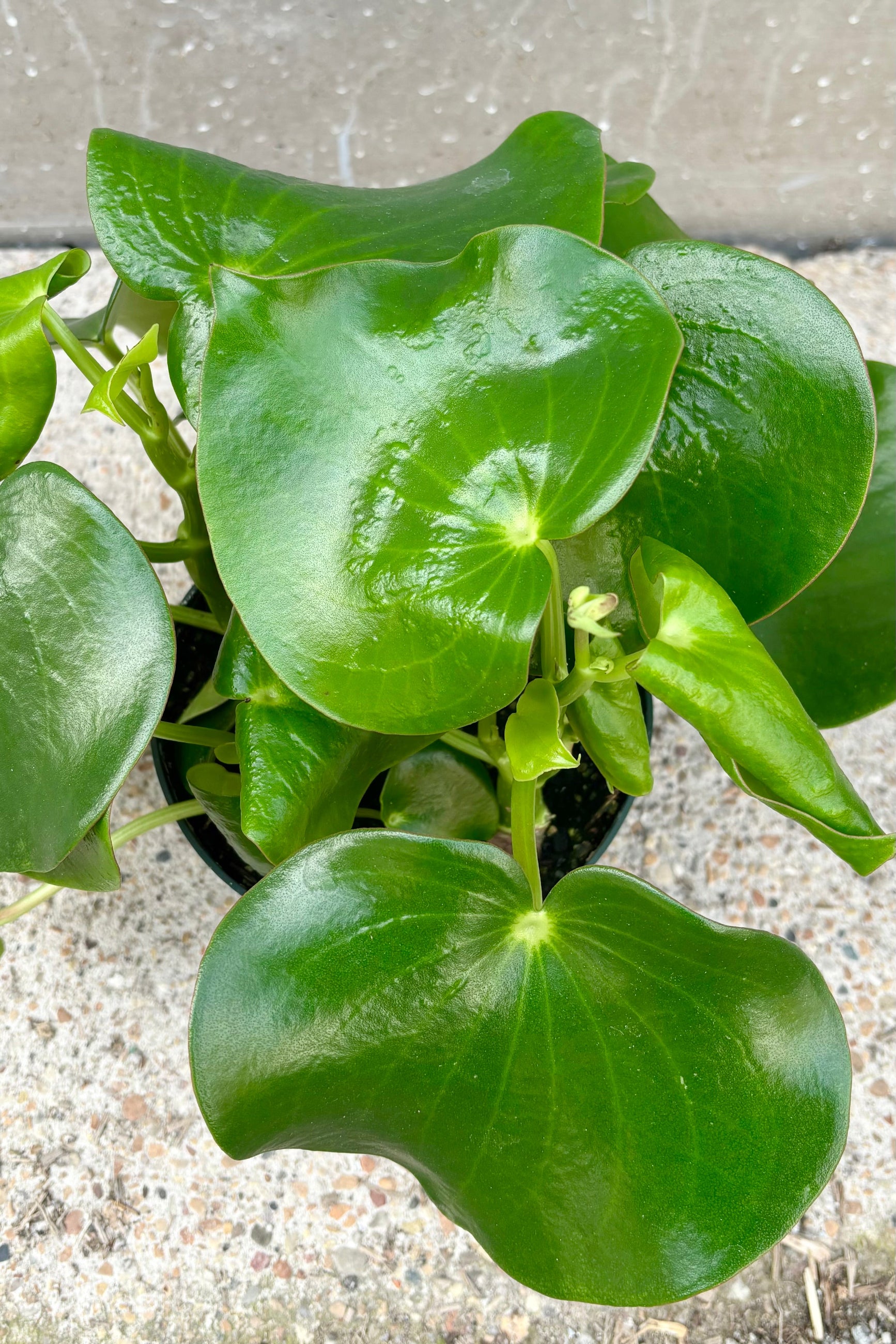 Overhead view of Peperomia polybotrya plant with large, heart shaped, succulent green leaves in a green plastic growers pot against cement background ©Sprout Home