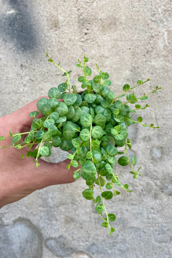 Photo of a hand holding a small vining plant against a gray well. The plant has small, round, mottled green leaves on vines and is shown from above. The plant is Peperomia prostrata or "String of Turtles."