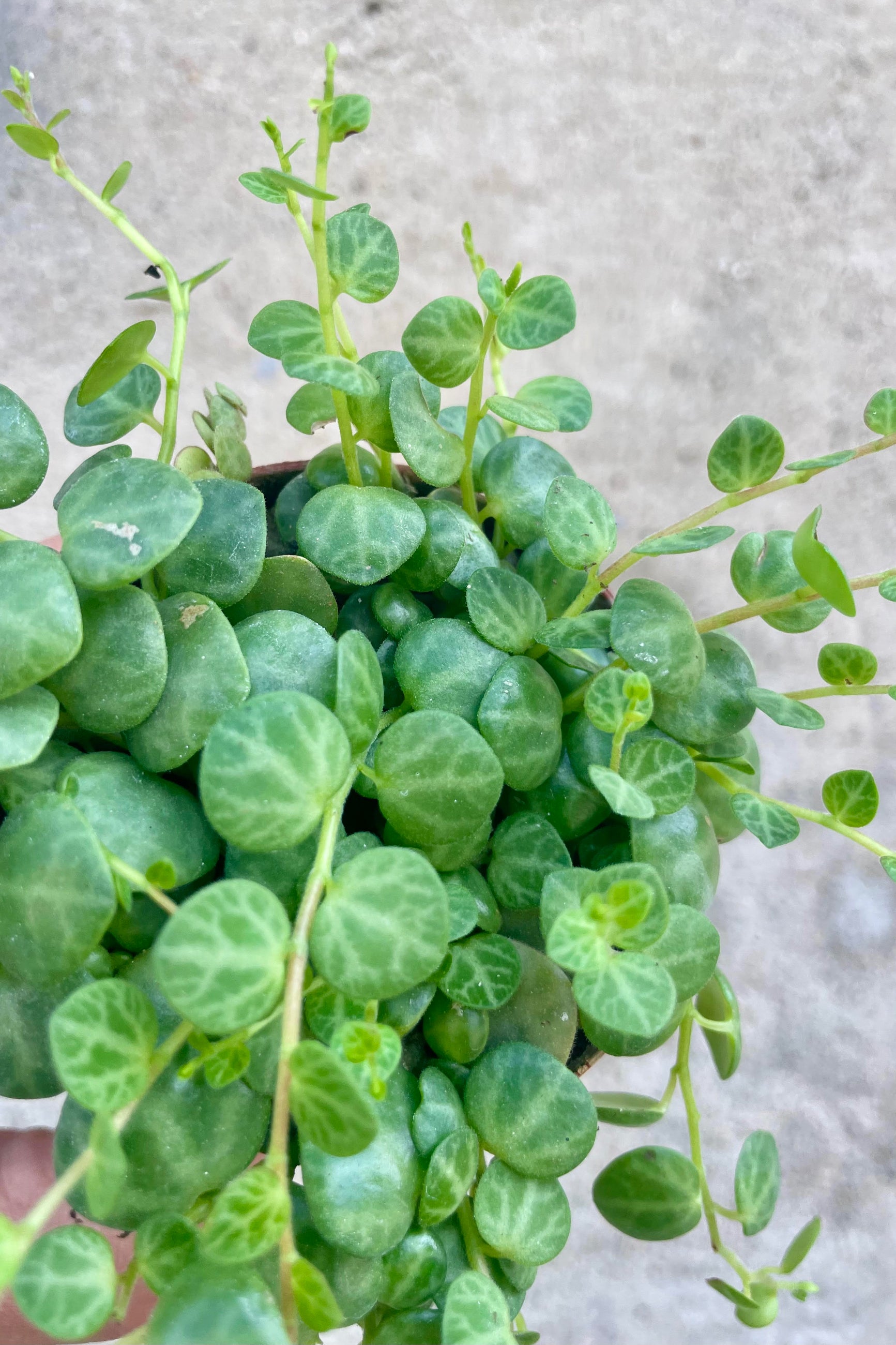 Close up photo of a hand holding a small vining plant against a gray well. The plant has small, round, mottled green leaves on vines and is shown from above. The plant is Peperomia prostrata or "String of Turtles." ©Sprout Home
