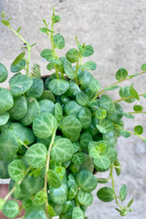 Close up photo of a hand holding a small vining plant against a gray well. The plant has small, round, mottled green leaves on vines and is shown from above. The plant is Peperomia prostrata or "String of Turtles."