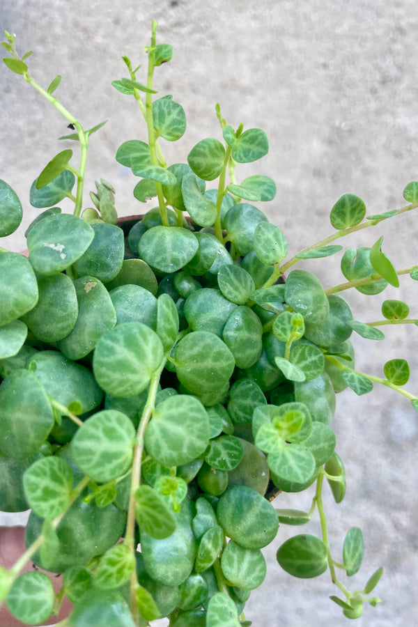 Close up photo of a hand holding a small vining plant against a gray well. The plant has small, round, mottled green leaves on vines and is shown from above. The plant is Peperomia prostrata or "String of Turtles."