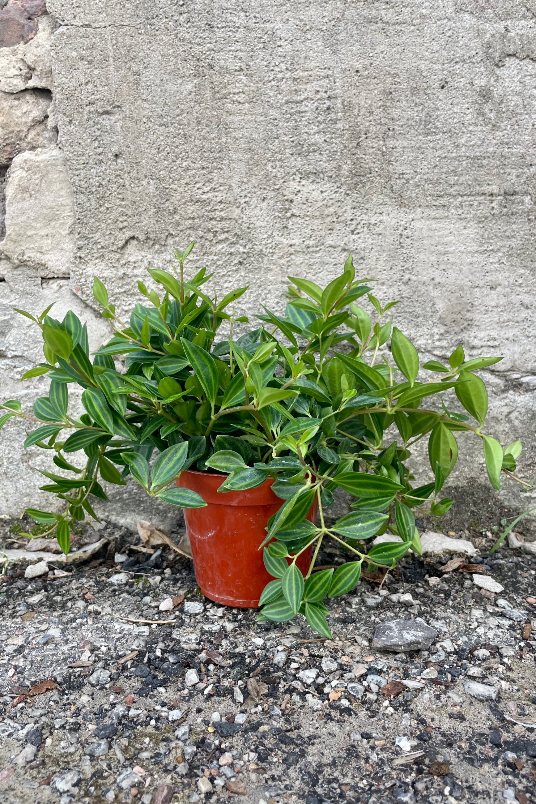 Photo of Peperomia quadrangularis "Beetle" peperomia in an orange pot against a cement wall. ©Sprout Home