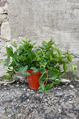 Photo of Peperomia quadrangularis "Beetle" peperomia in an orange pot against a cement wall.