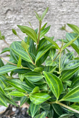 Close photos of small striped leaves of Peperomia quadrangularis houseplant against a cement wall.