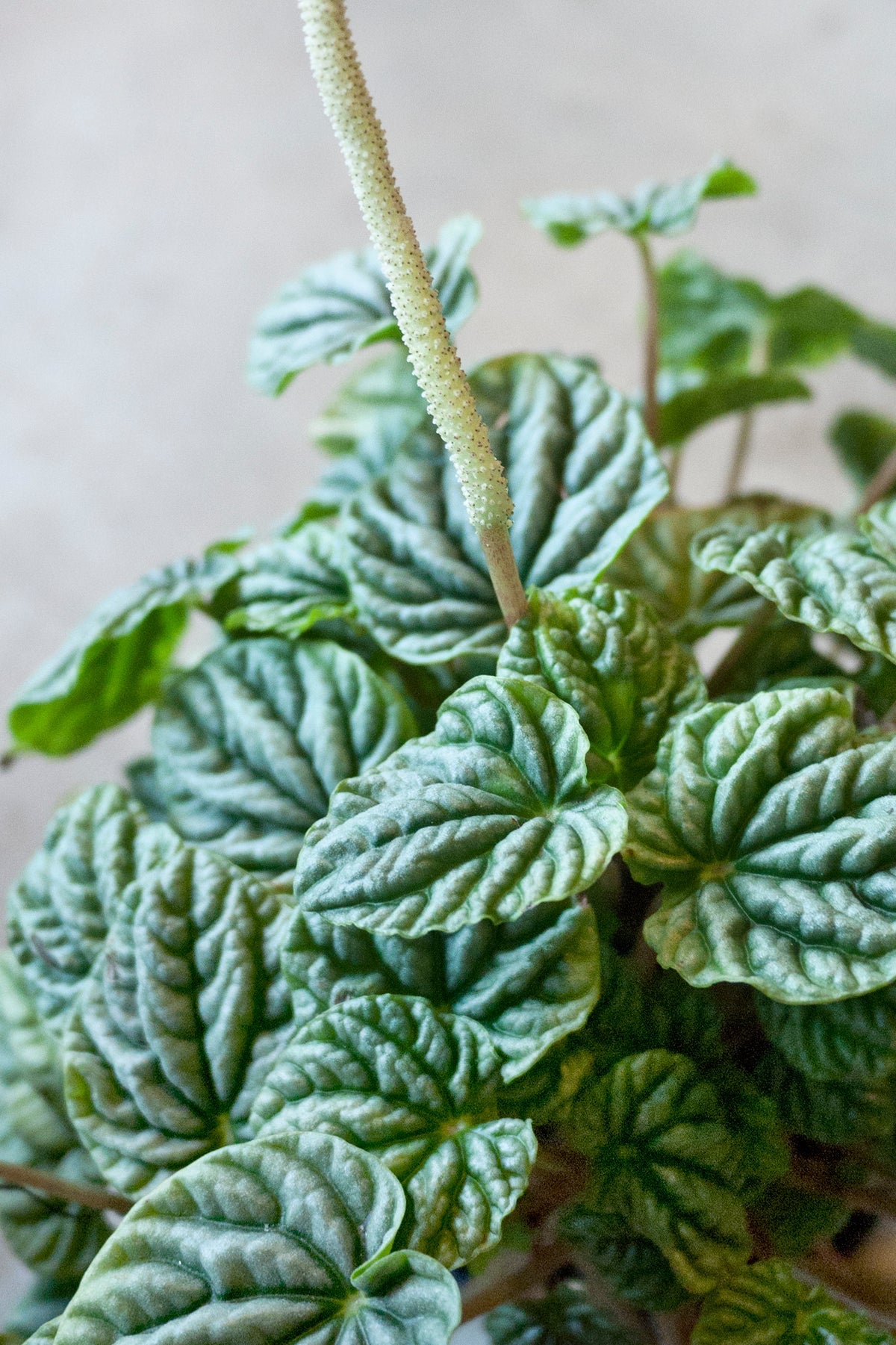 Close-up of a green potted Peperomia 'Emerald Ripple' plant with heart-shaped leaves on a neutral background ©Sprout Home