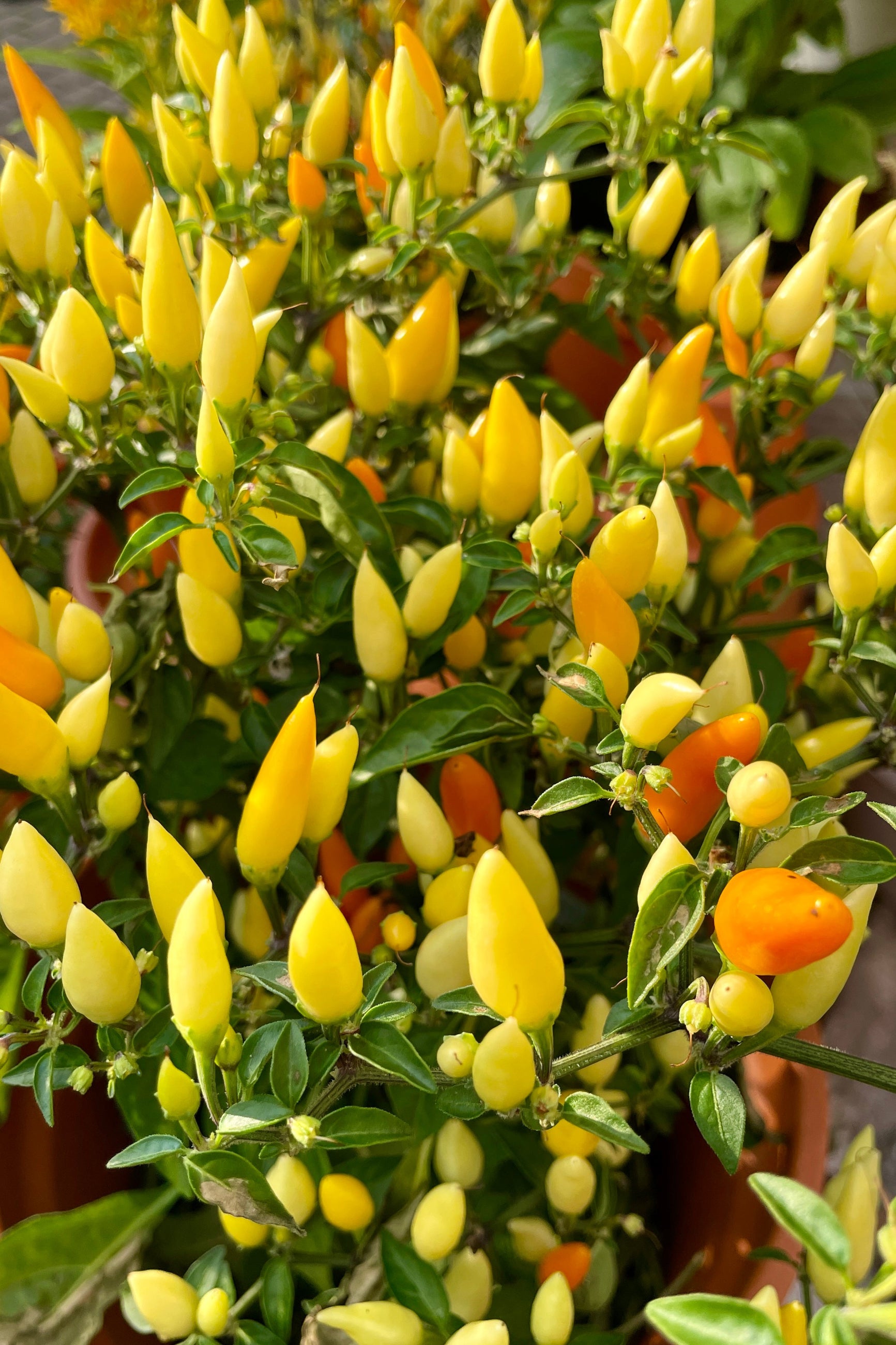 The yellow fruit and green leaves of the 'Sedona Sun' ornamental pepper. ©Sprout Home