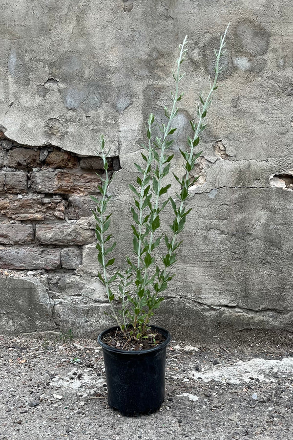 Perovskia 'Little Spire' in a #1 growers pot the end of June with tall limbs and the start of buds. 