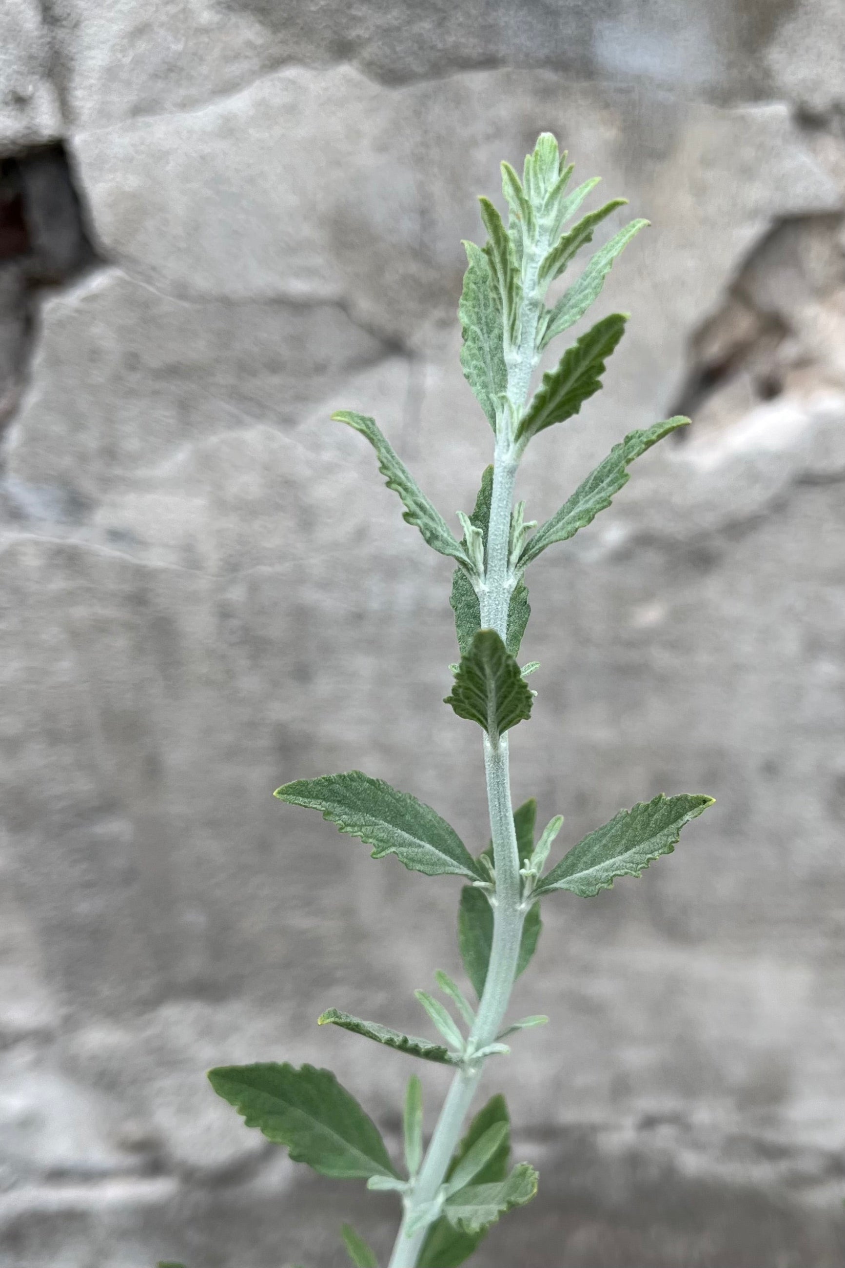 A stem of the Perovskia 'Little Spire' the end of June just starting to set bud. ©Sprout Home