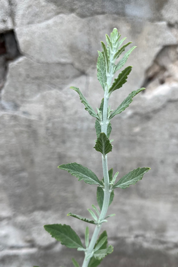 A stem of the Perovskia 'Little Spire' the end of June just starting to set bud.