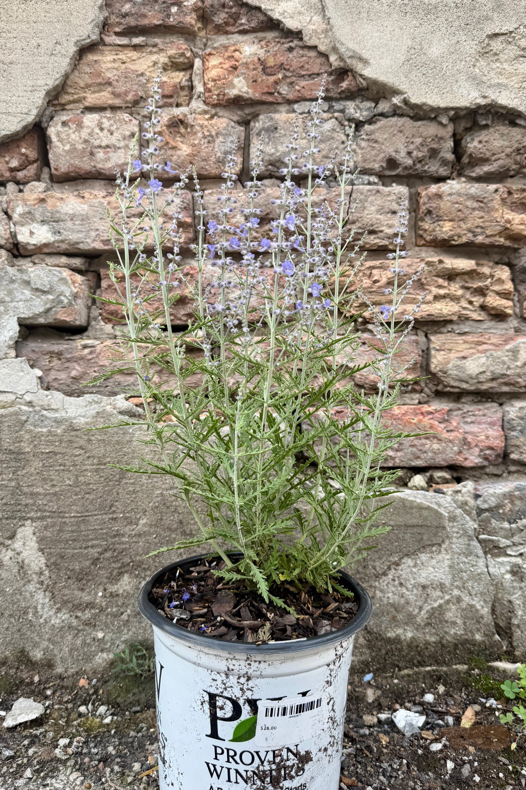 Perovskia a. 'Denim 'n Lace' iin a #1 growers pot against a brick wall ©Sprout Home