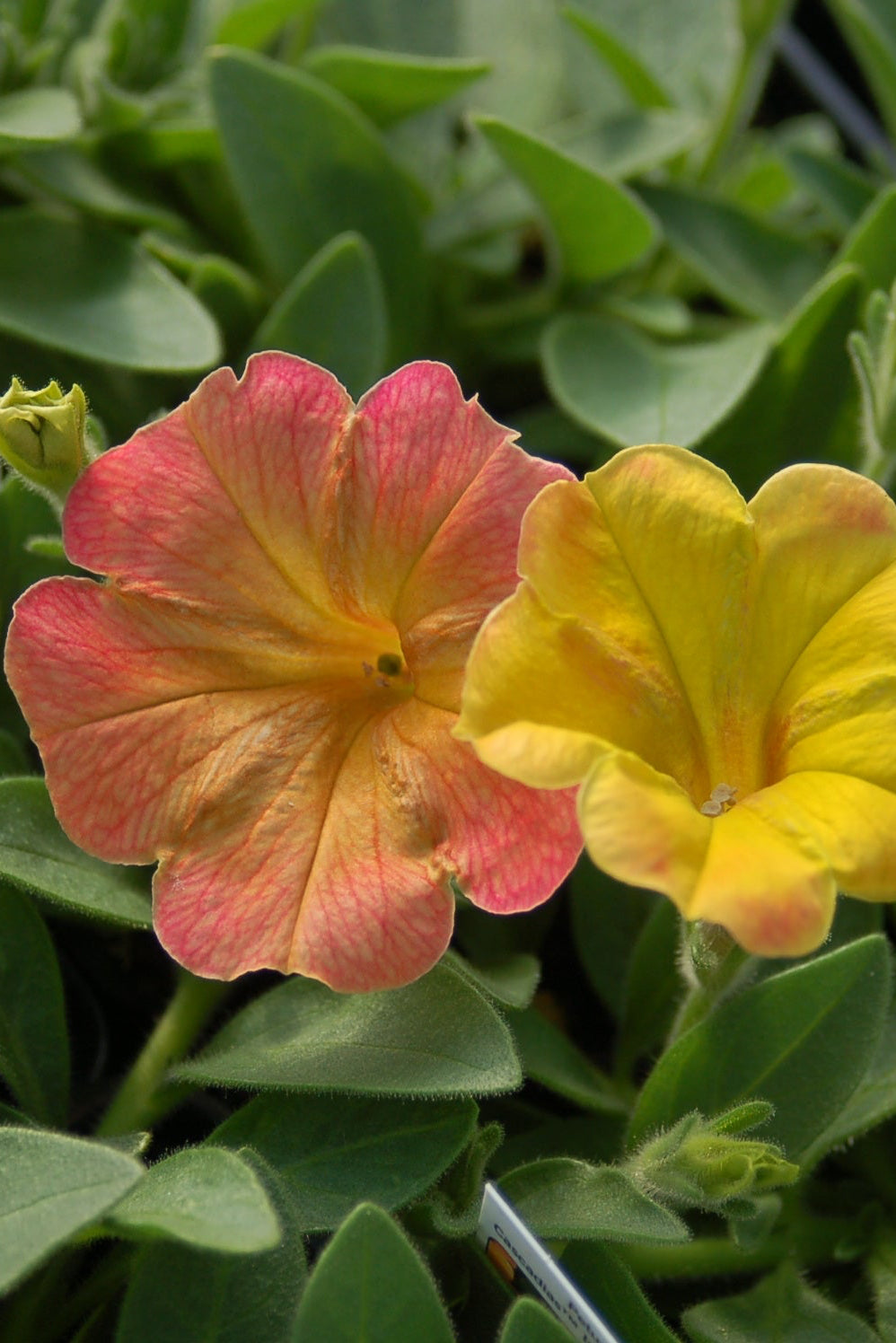 Two small Petunia 'Cascadia Indian Summer' flowers, one pink and one yellow, surrounded by green leaves ©Elite Growers