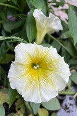 A detail of an open white and yellow bloom of the Petunia 'Easy Wave Yellow' the end of May