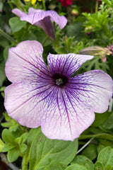 The open flower of Petunia 'Easy Wave Plum Vein' up close and open with its purple flower middle of May at Sprout Home.