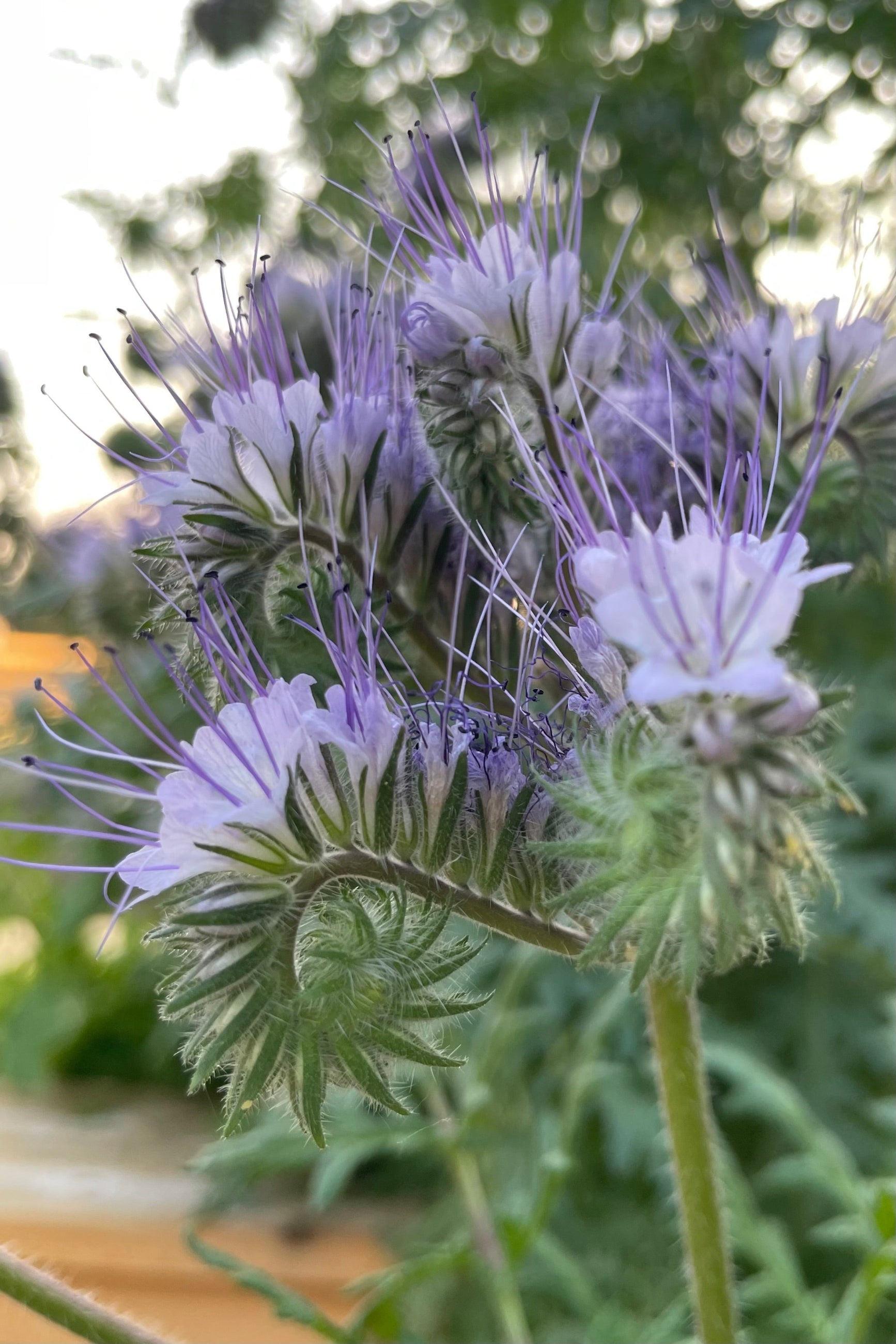 The architectural shaped bloom of the Lacy Phacelia the middle of June planted from seed. ©Sprout Home