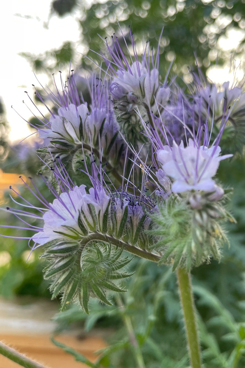 The architectural shaped bloom of the Lacy Phacelia the middle of June planted from seed.