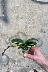 Photo of a hand holding variegated leaves yellow and green of Phalaenopsis orchie with a flower spike against a cement wall.