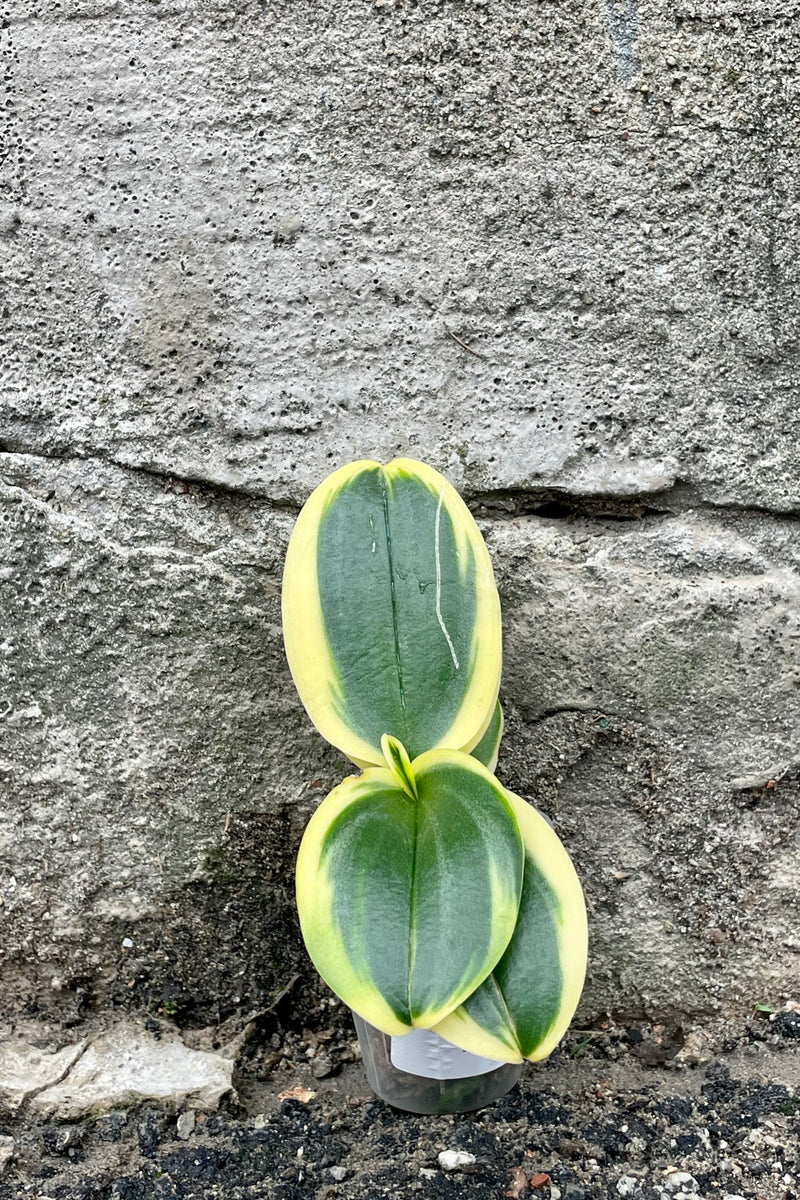 Photo of a variegated Phalaenopsis Orchid plant against a cement wall