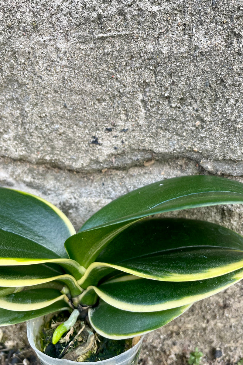 Close up photo of green and yellow leaves of a variegated Phalaenopsis orchid against a cement wall.