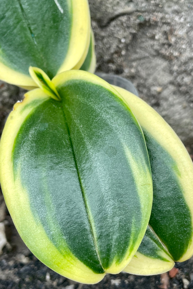 Close up photo of the green and yellow leaves of a variegated Phalaenopsis orchid with a cement backdrop.