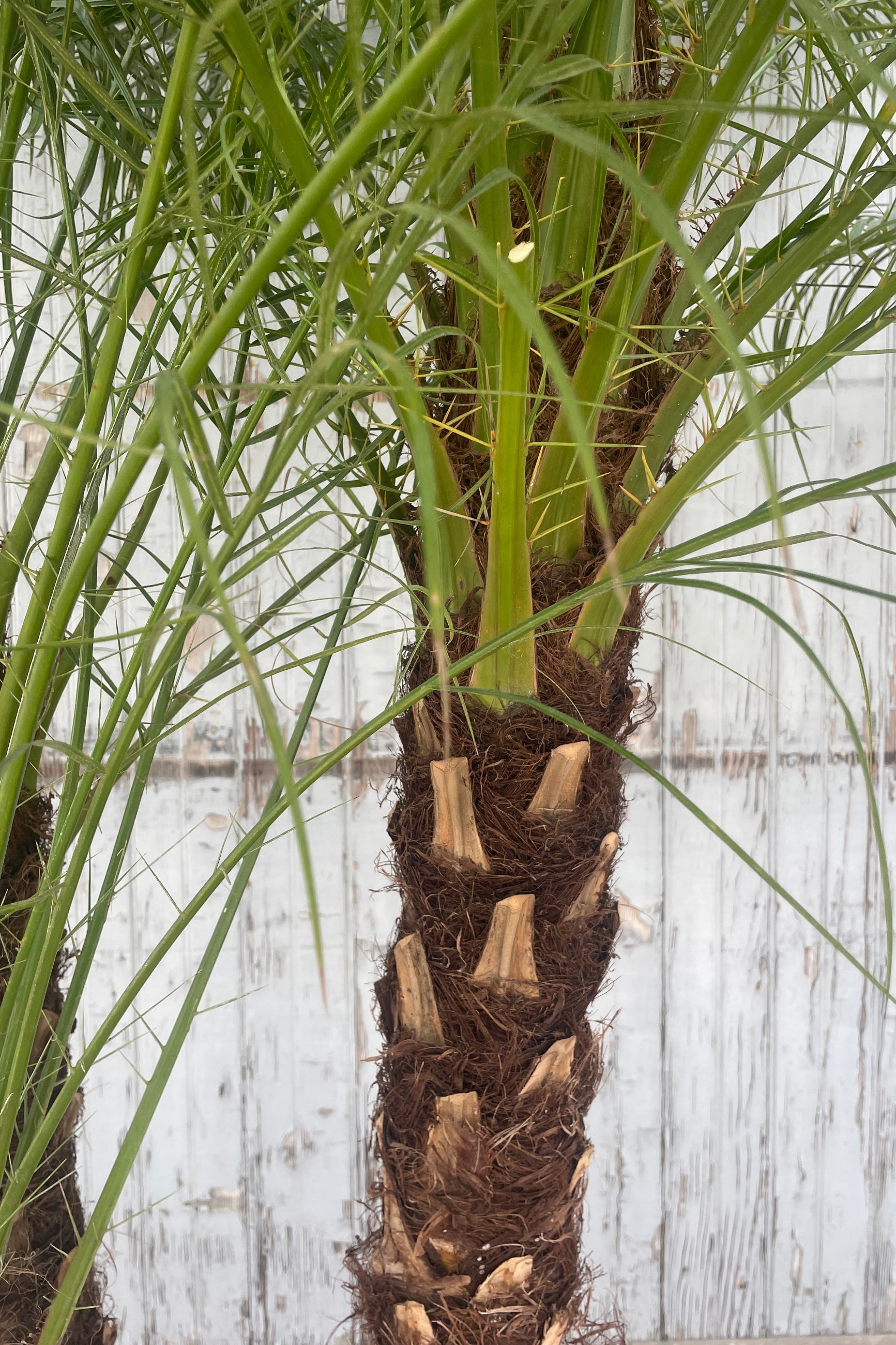 Close photo of the hairy trunk and green narrow leaves of a palm tree in front of a gray wall. They belong to the pygmy date palm Phoenix roebelinii. ©Sprout Home