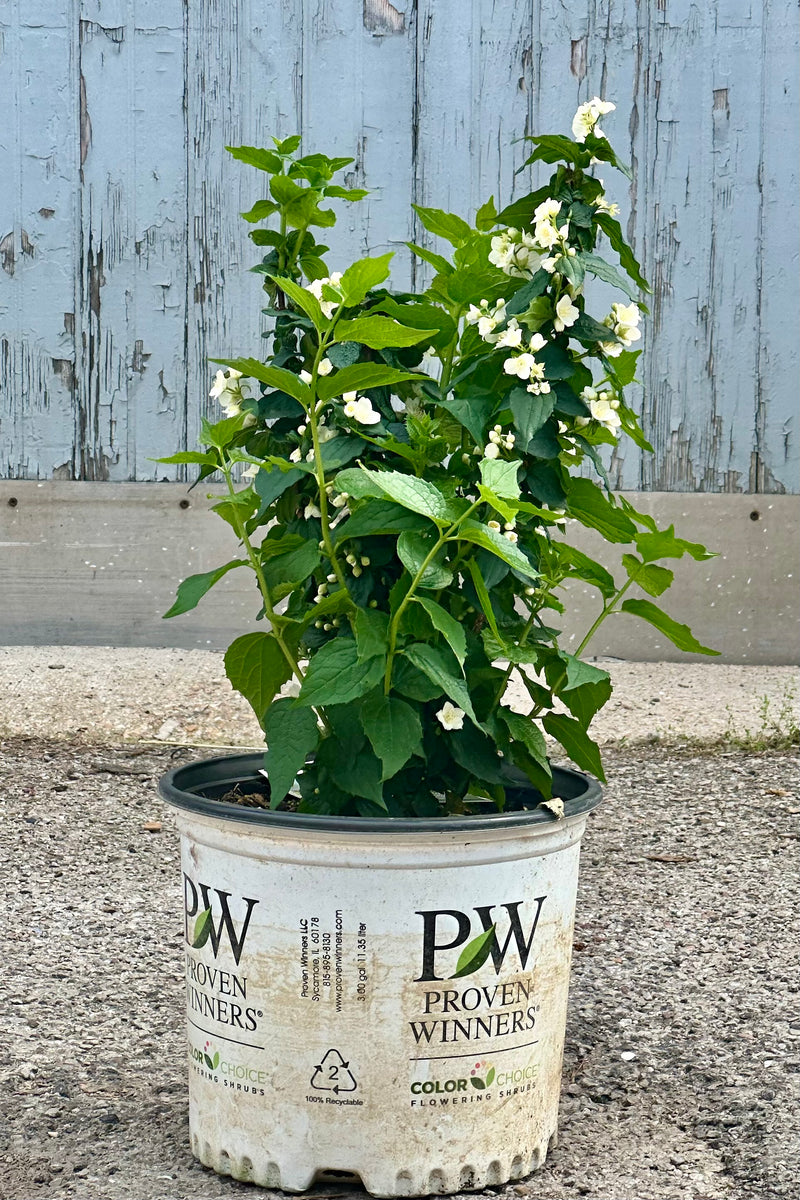 Philadelphus 'Illuminati Tower' shrub in bloom with white flowers mid May in a #3 growers pot at Sprout Home. 