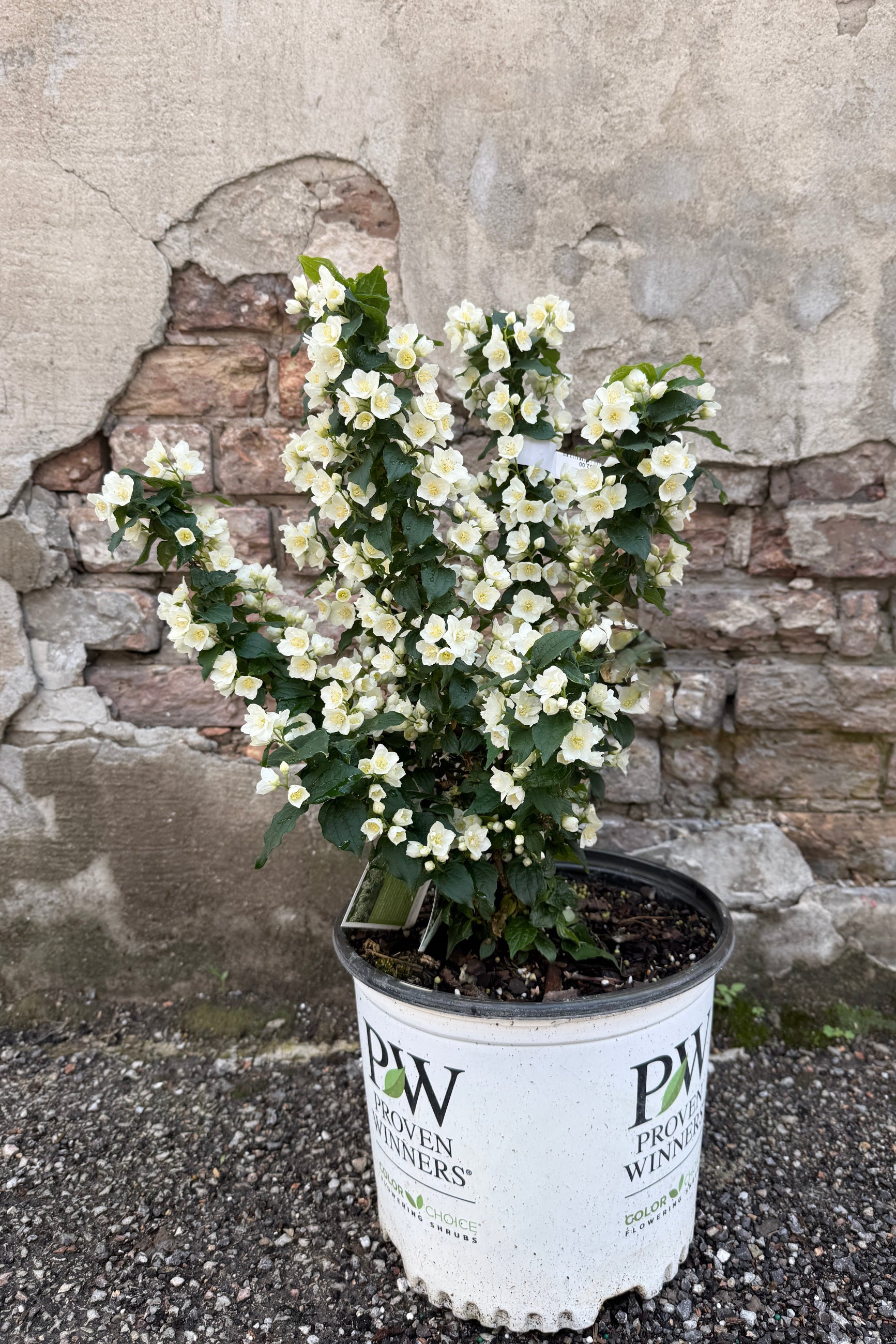 Philadelphus 'Illuminati Tower' in a #3 growers pot in bloom the end of May with white flowers in a container labeled 'Proven Winners' against a stone wall. ©Sprout Home