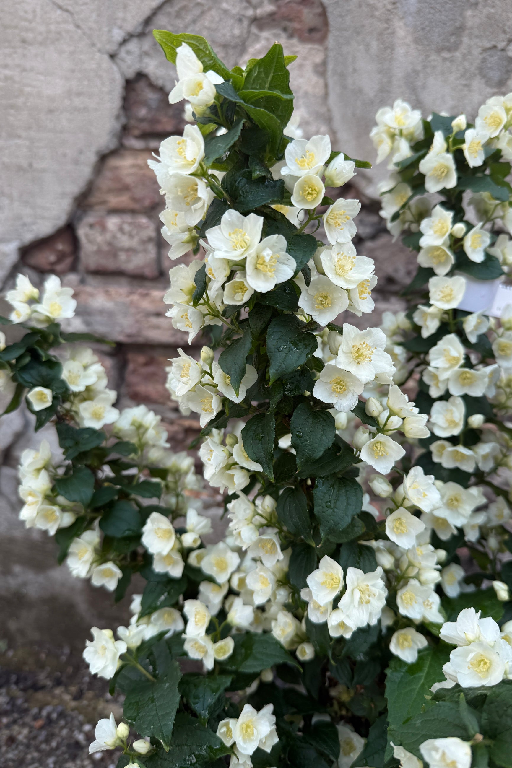 White flowers with green leaves of the Philadelphus 'Illuminati Tower' against a textured stone wall the end of May. ©Sprout Home