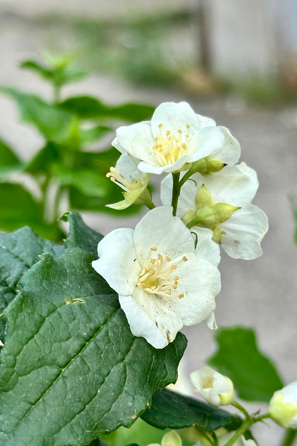 The white flowers mid may up close of the Philadelphus 'Illuminati Tower' shrub at Sprout Home. 