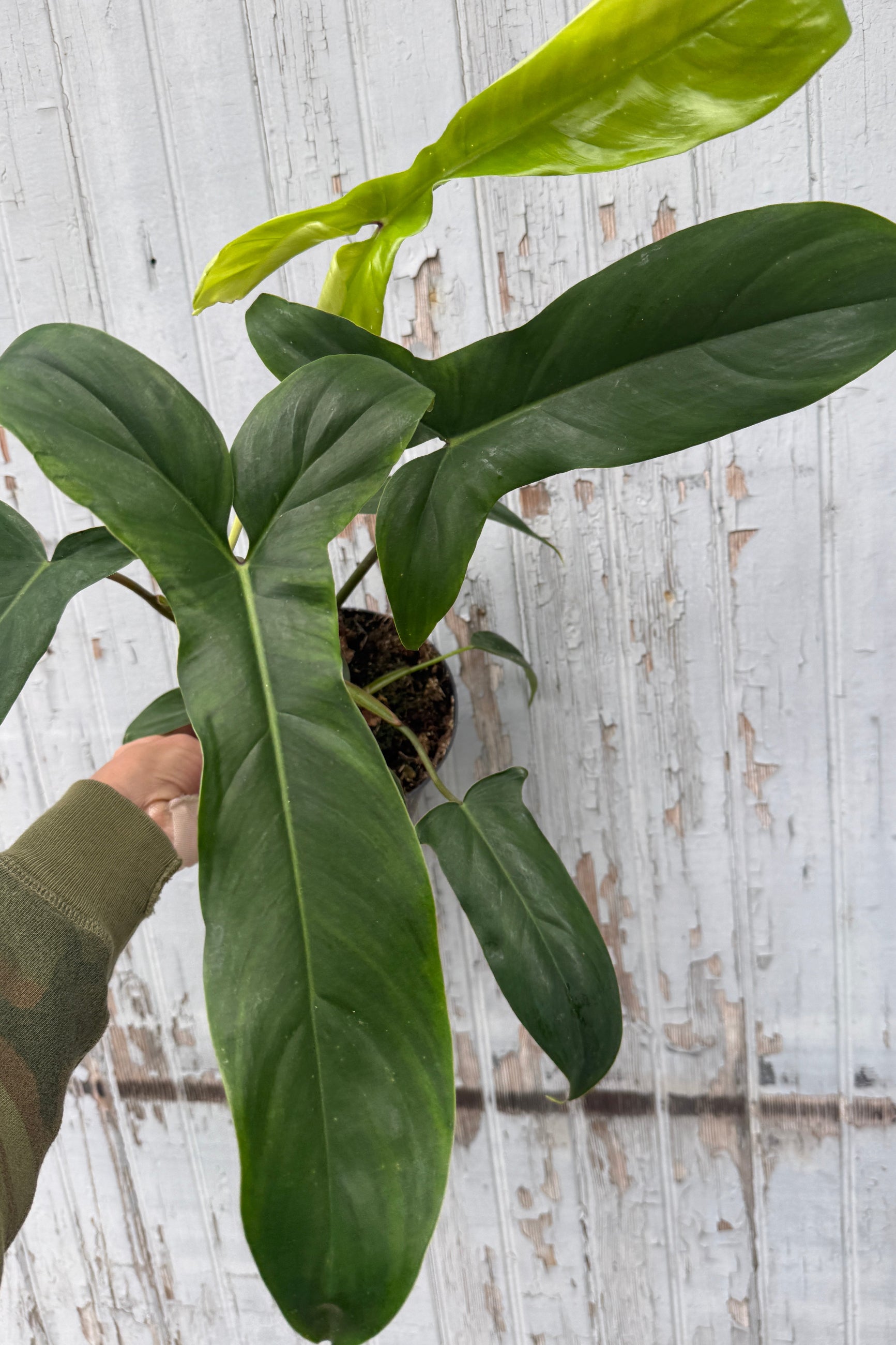 Hand holding a large green leafy Philodendron 69686 plant against a wooden background ©Sprout Home