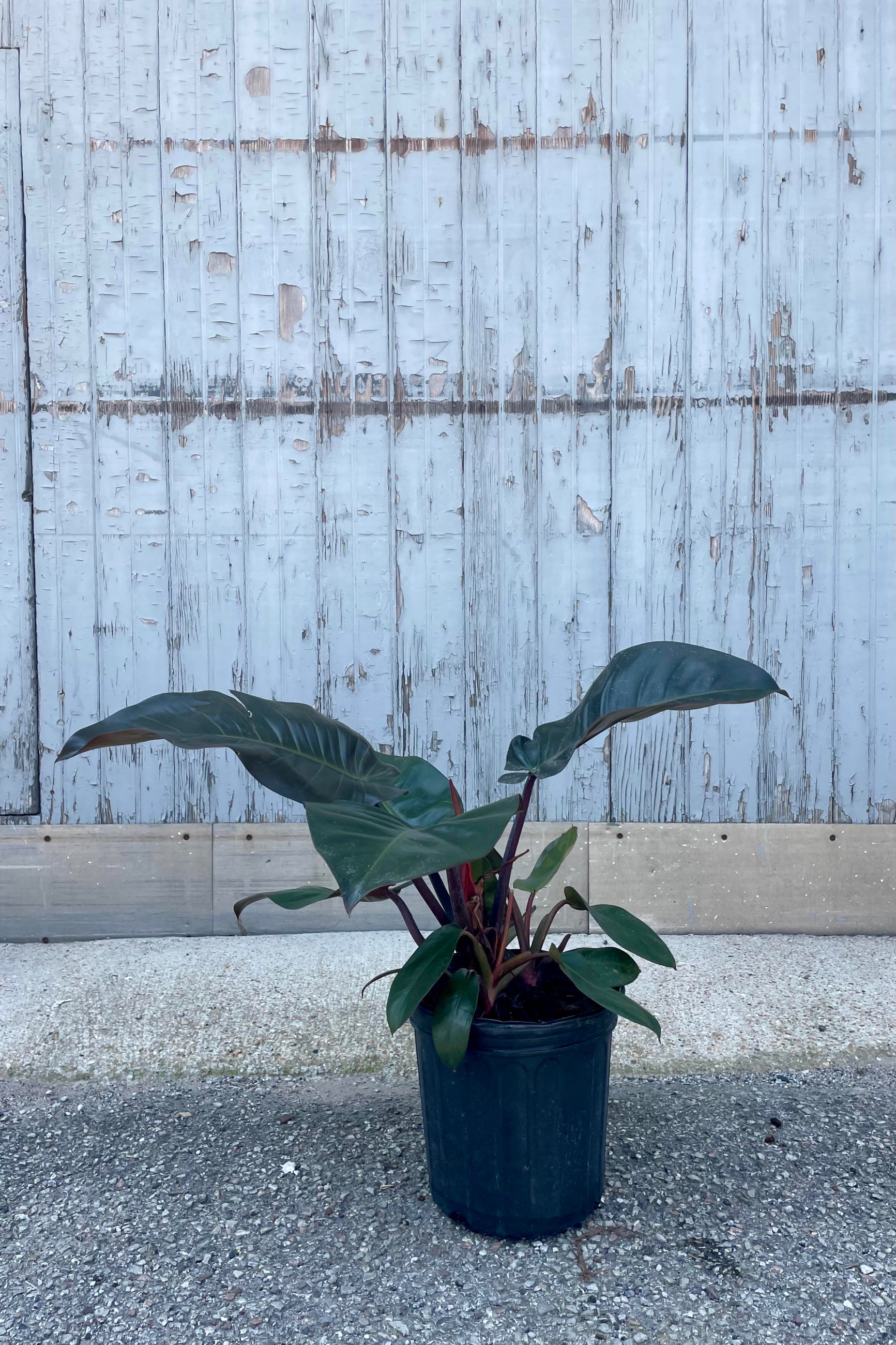 A photo of Philodendron 'Black Cardinal.' The plant is in a black pot on a concrete surface and is shown against a gray wall. This Philodendron ihas broad dark green leaves with dark red stems. ©Sprout Home
