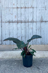 A photo of Philodendron 'Black Cardinal.' The plant is in a black pot on a concrete surface and is shown against a gray wall. This Philodendron ihas broad dark green leaves with dark red stems.