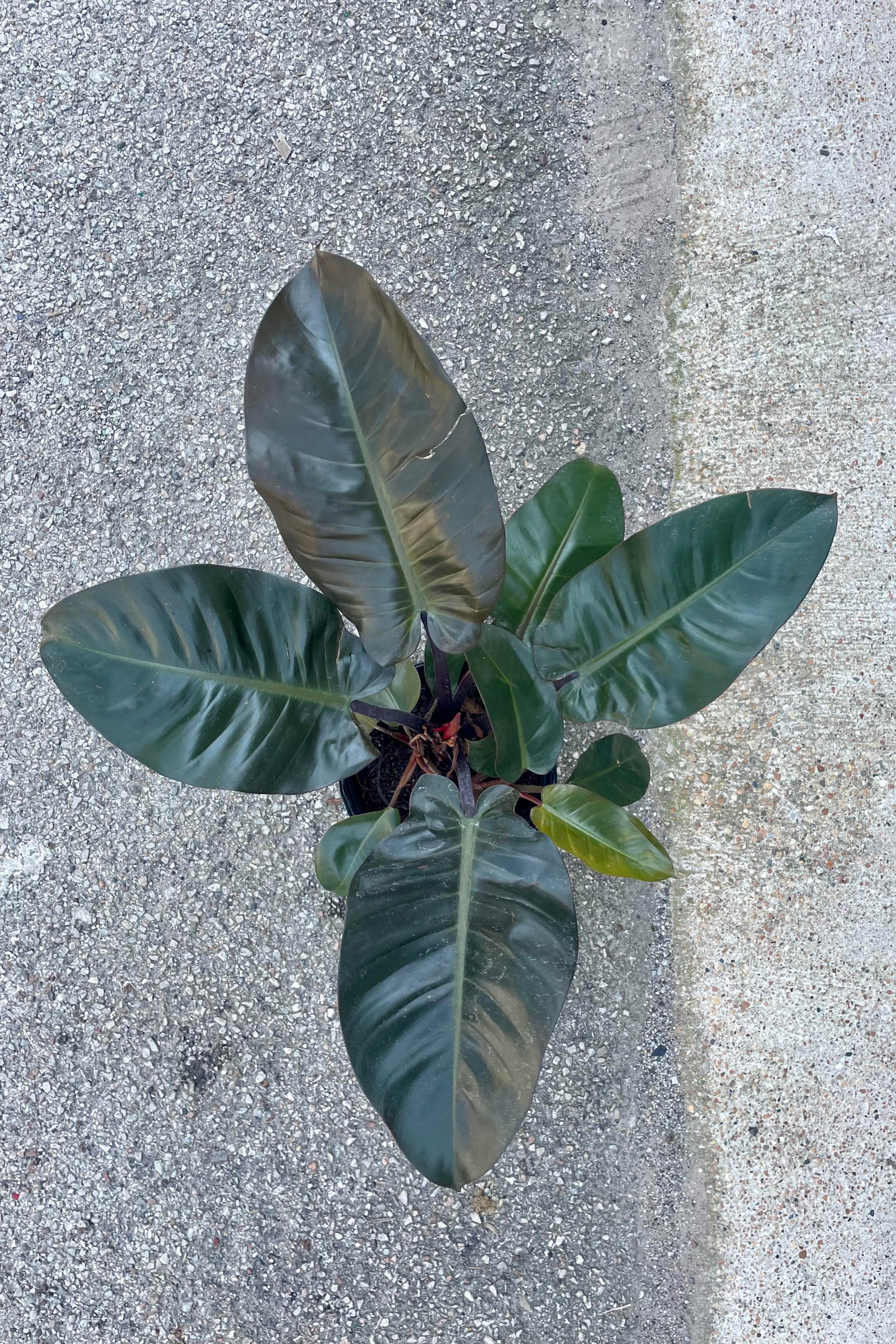POhoto from above of a Philodendron 'Black Cardinal. The plant has bread dark green, almost black, leaves. The plant is photographed from an aerial view against a cement surface. ©Sprout Home