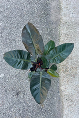 POhoto from above of a Philodendron 'Black Cardinal. The plant has bread dark green, almost black, leaves. The plant is photographed from an aerial view against a cement surface.